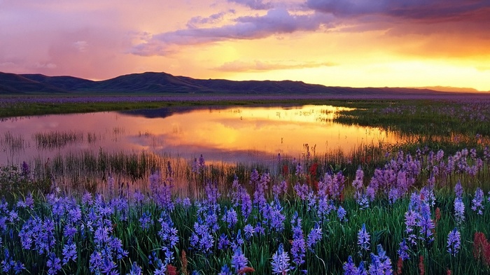 Purple flowers in a field at sunset