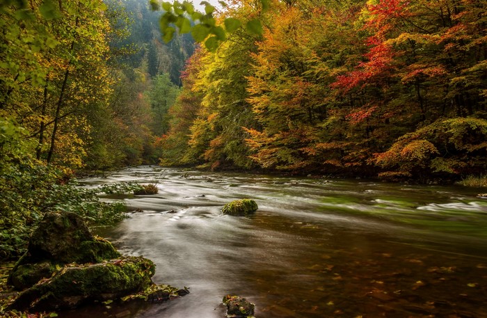 River flowing through an autumn forest in Germany