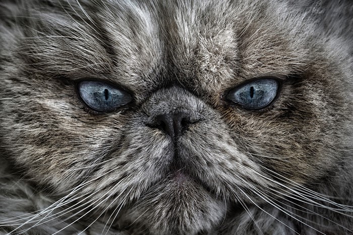 Close-up of a Persian cat's face with blue eyes
