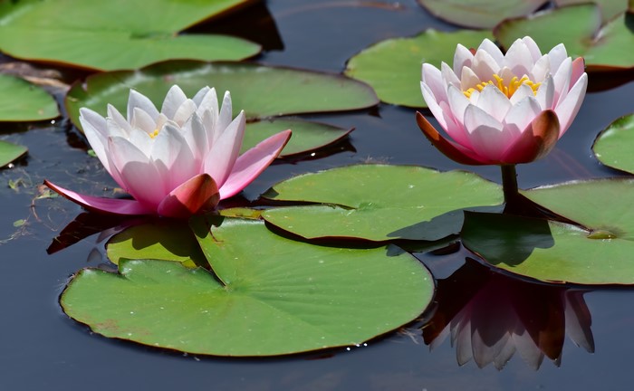 Two pink and white water lilies in a pond