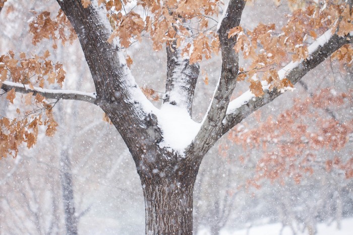 Tree trunk with snow and brown leaves in winter