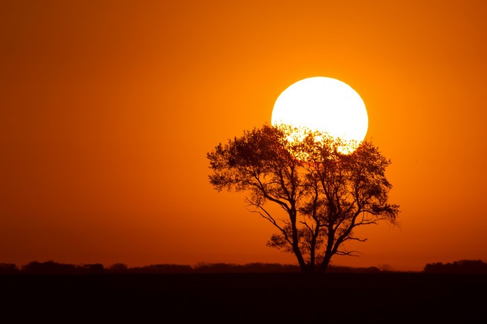 Silhouette of a tree against the setting sun