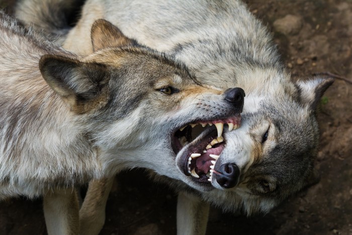 Two wolves snarling and biting each other