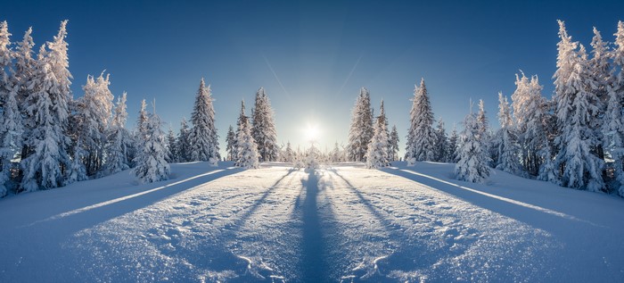 Winter forest with snow-covered spruce trees