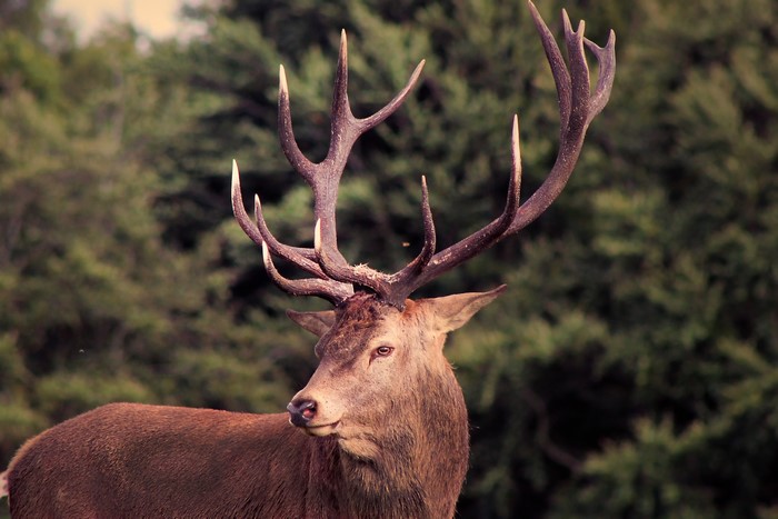 Deer with large antlers