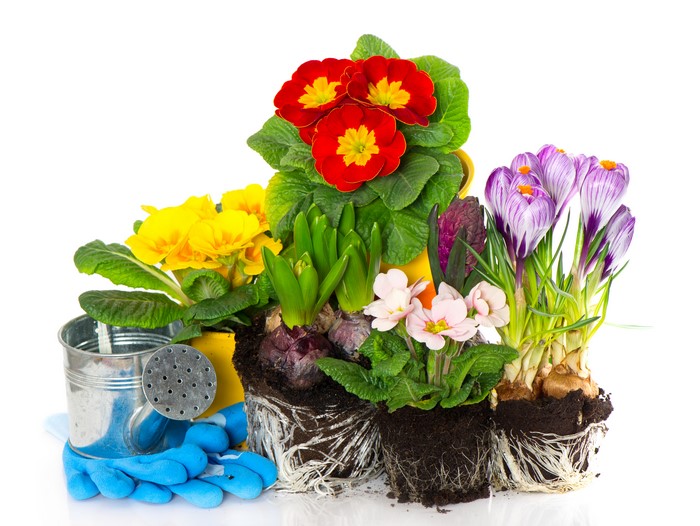 Spring Flowers with Gardening Tools