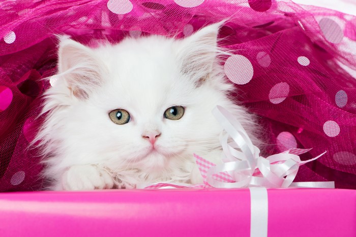 White kitten peeking from a pink gift box