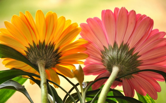 Two Gerberas, Yellow and Pink