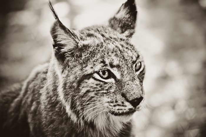 Lynx close-up portrait