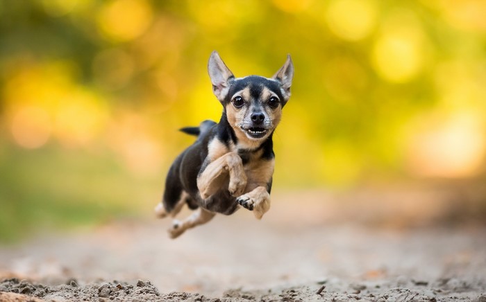 A small dog jumps in the air outdoors