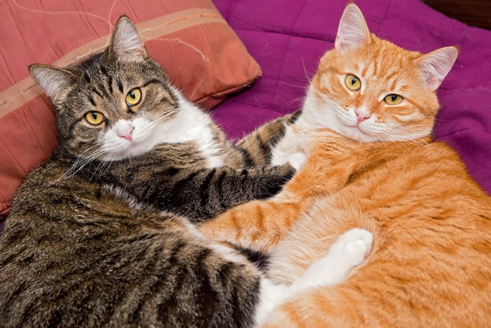 Two cats lying on a bed