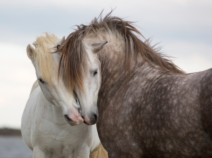 Two horses nuzzling