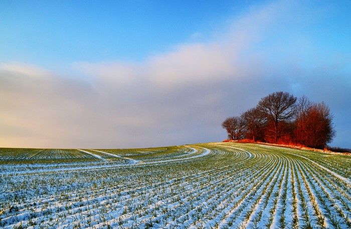 Winter field with snow and trees