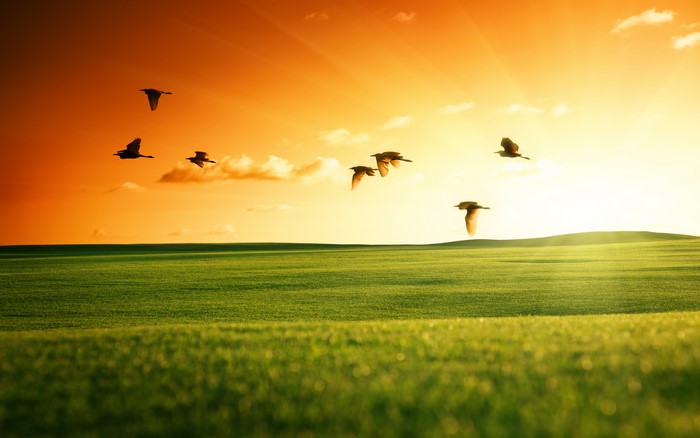 Birds flying over green fields at sunset