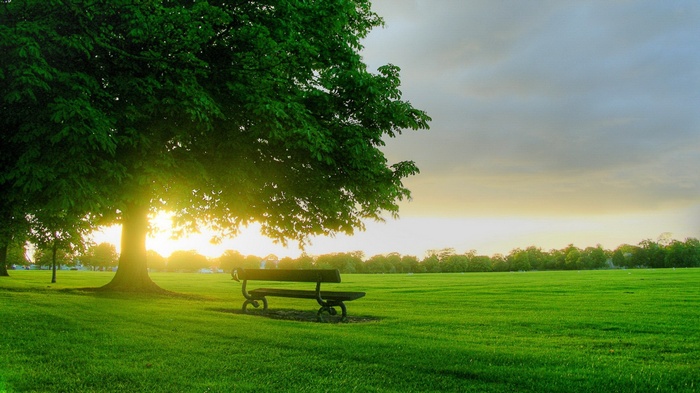 Park bench under a large tree with sunlight