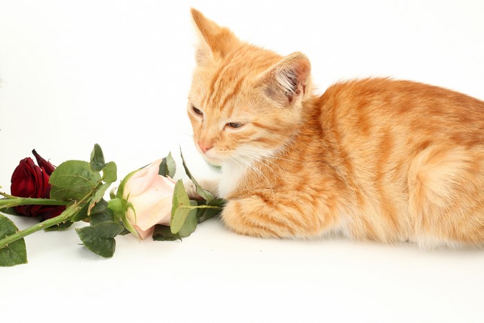 Ginger kitten with red and pink roses