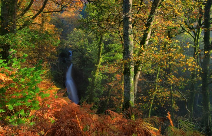 Waterfall in an autumn forest with ferns