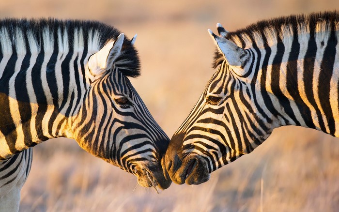 Two zebras touching noses in a field