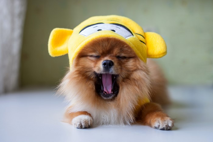 Pomeranian dog wearing a yellow hat yawning
