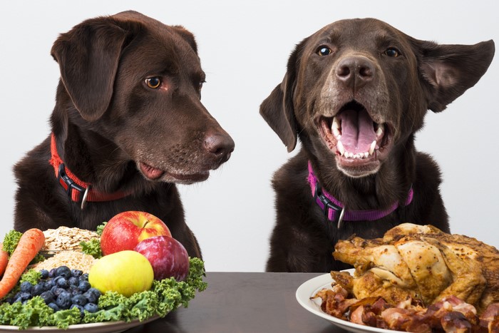 Two Chocolate Labradors with Food Choices