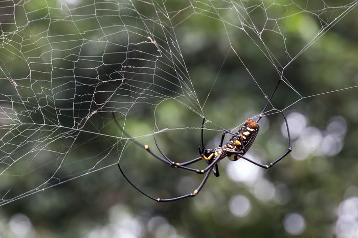 Spider on a web