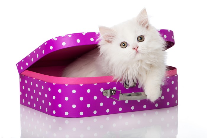 White kitten in a purple polka dot suitcase