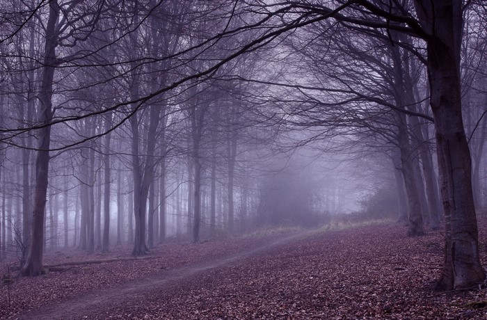 Bare trees in a foggy forest with a leaf-covered trail