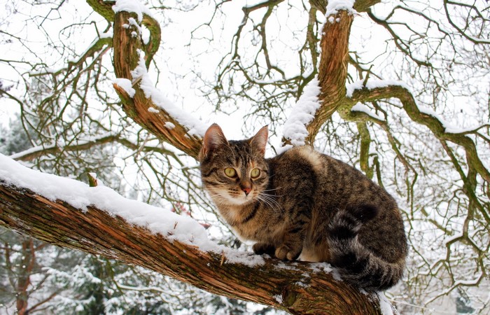 Tabby cat sitting on a snow-covered tree branch in winter