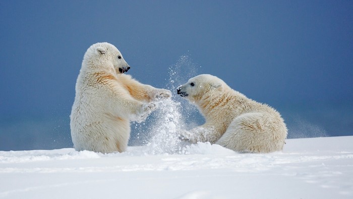 Two polar bears playing in the snow