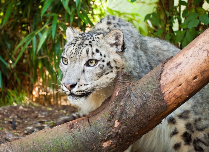 Snow leopard peeking from behind a tree branch