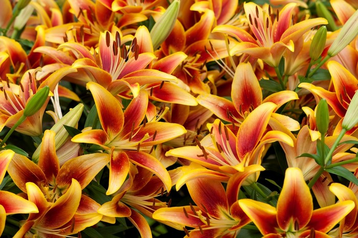 Orange and Red Lilies in Bloom