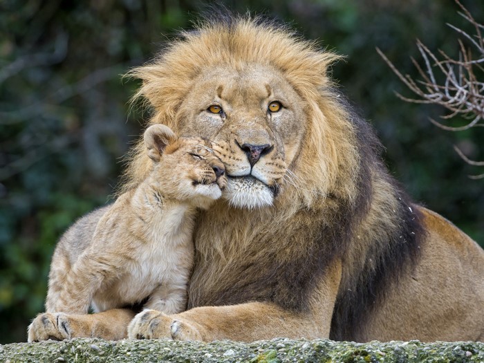 4K Lions Cubs Two