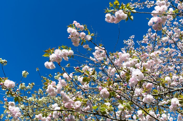 Pink cherry blossoms against a bright blue sky