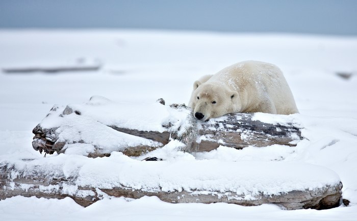 Polar bear resting on a snow-covered log