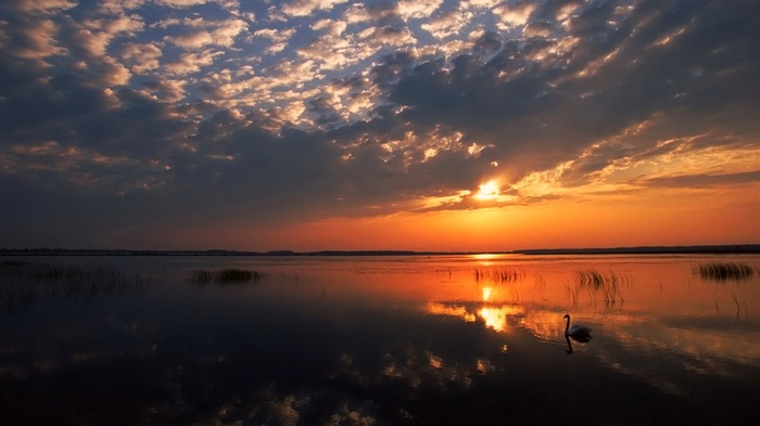 Swan on a lake at sunset