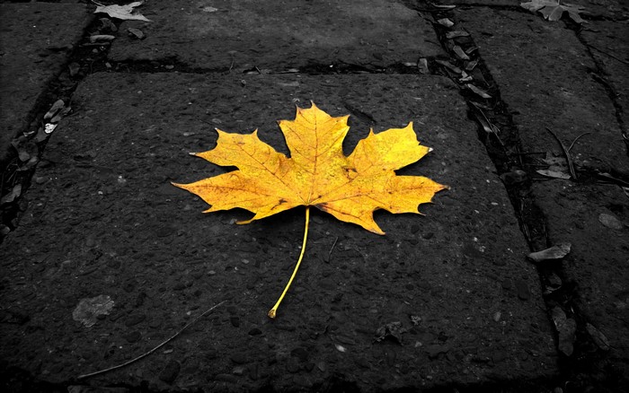 Yellow Maple Leaf on Pavement