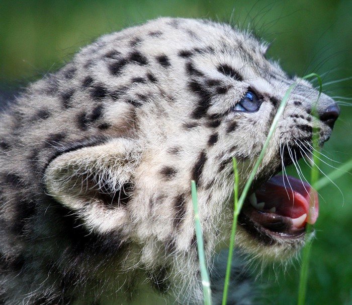 Snow leopard cub with mouth open