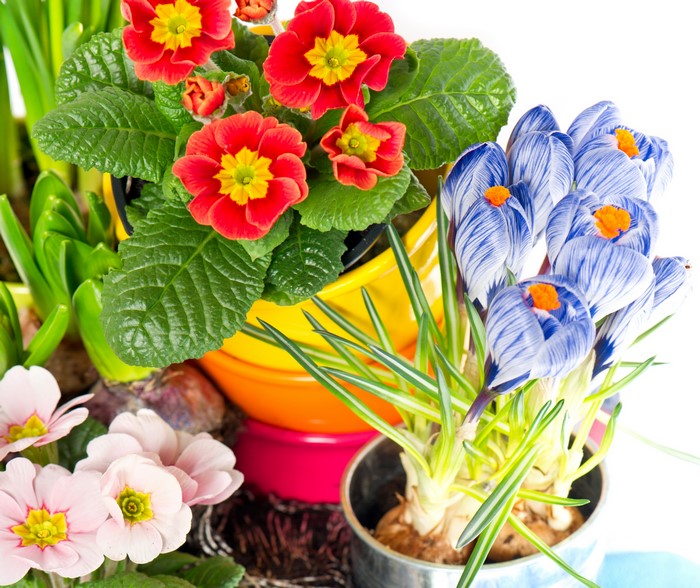 Primula and Crocuses flowers in pots