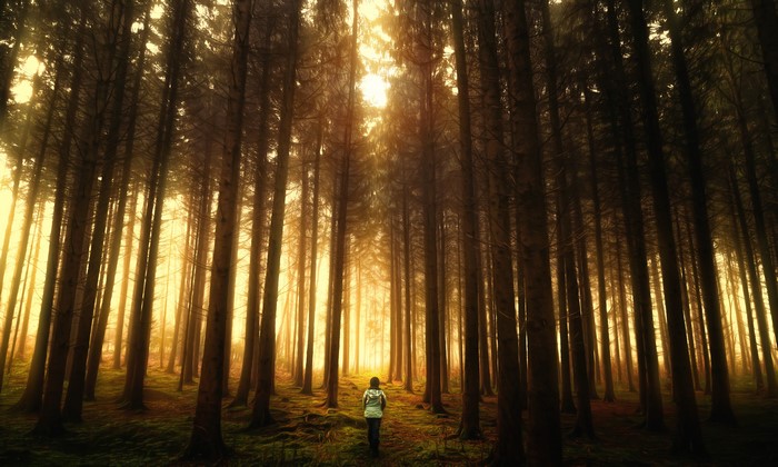 Person walking in a misty forest with sunlight