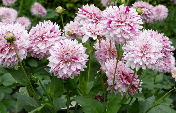 4K Pink Dahlias Closeup