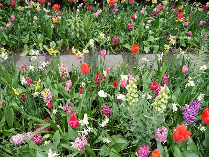 4K Tulips, Daffodils, Hyacinths, and Digitalis Flowers
