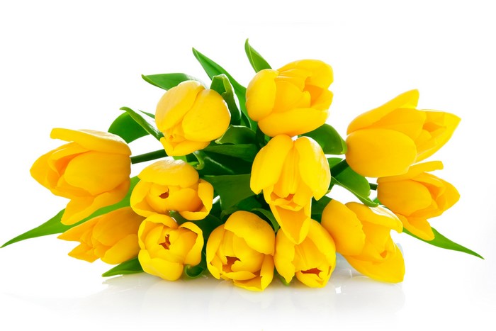 Yellow Tulips