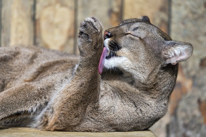 Cougar licking its paw