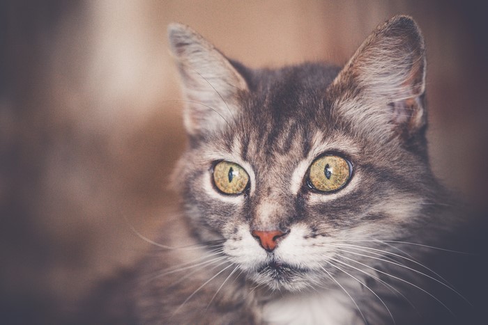 Close-up of a tabby cat's face