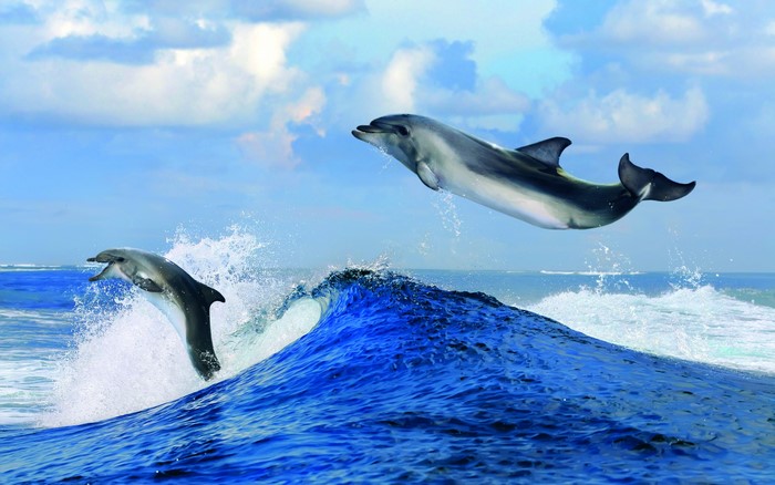 Two dolphins jumping over a wave