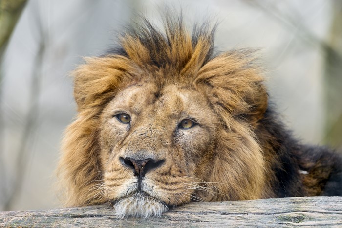Lion resting on a log