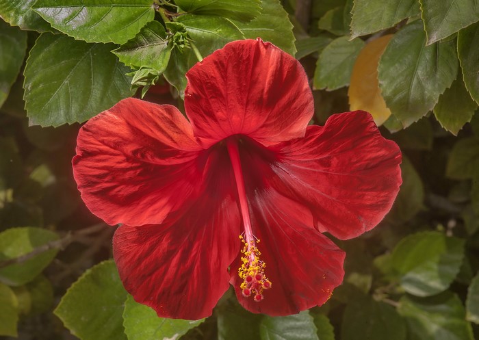 Red Hibiscus flower with green leaves