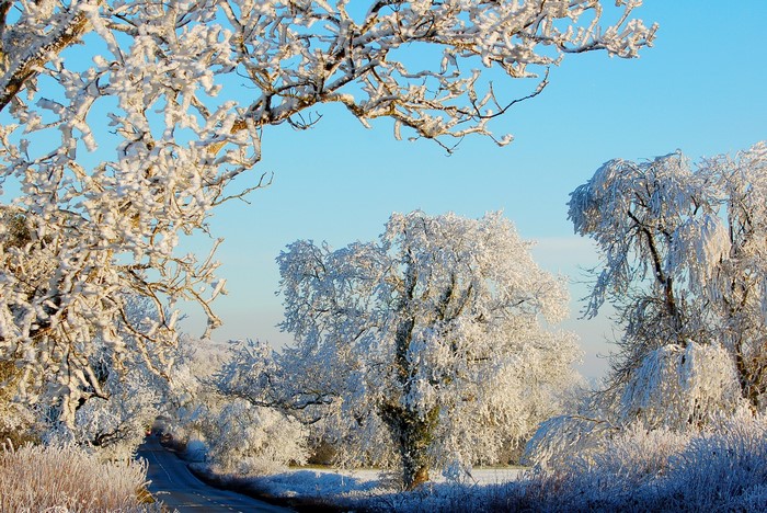 Winter scene with frosted trees and a road