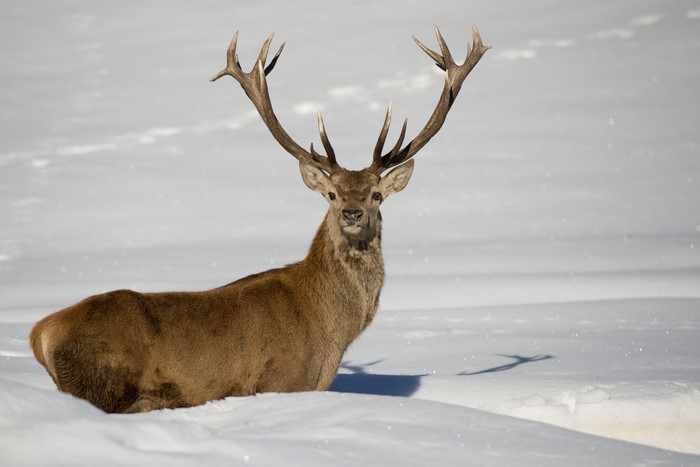 Deer with large antlers in the snow