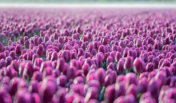 Field of Violet Tulips